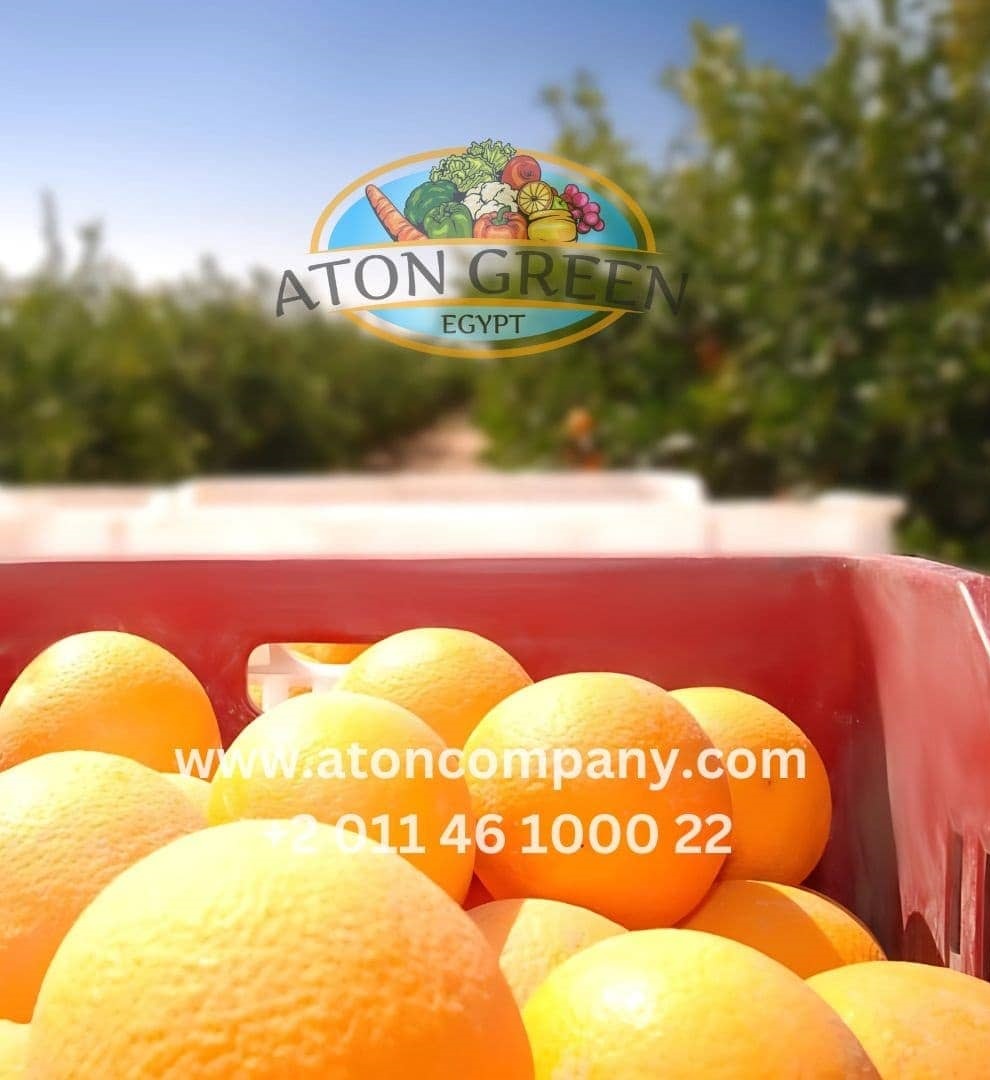 Aton Green Egypt Fresh Fruits & Vegetables